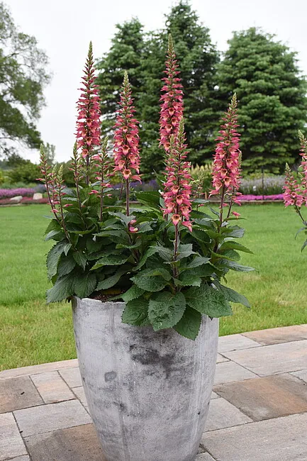 Passion Vivaces Digiplexis Rising Phoenix plante vivace pot 2L rose