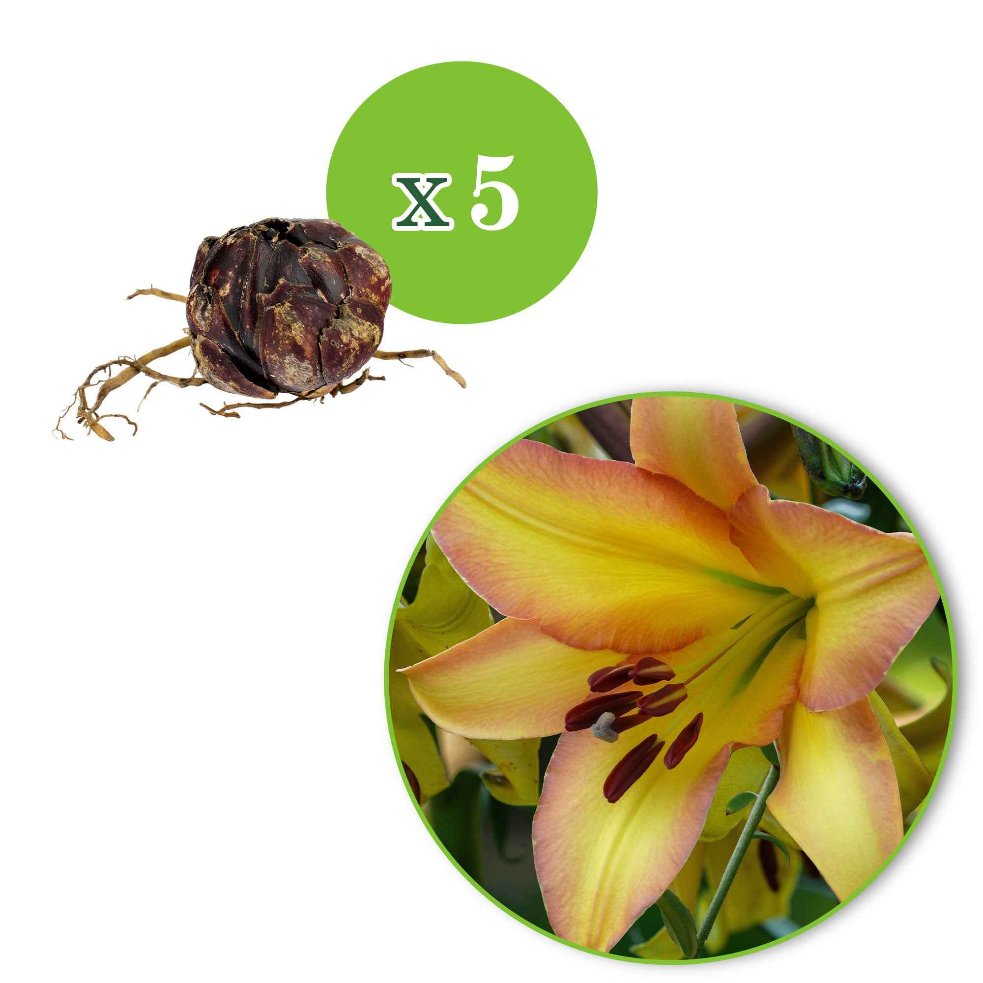 Bakker Lis géant Rising Moon bulbes sachet 5 fleurs 25cm