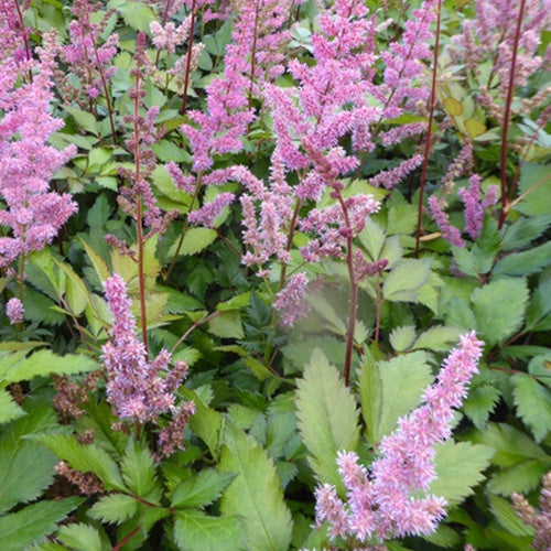 Bakker Astilbe Maggie Daley vivace rouge pot Ø9cm