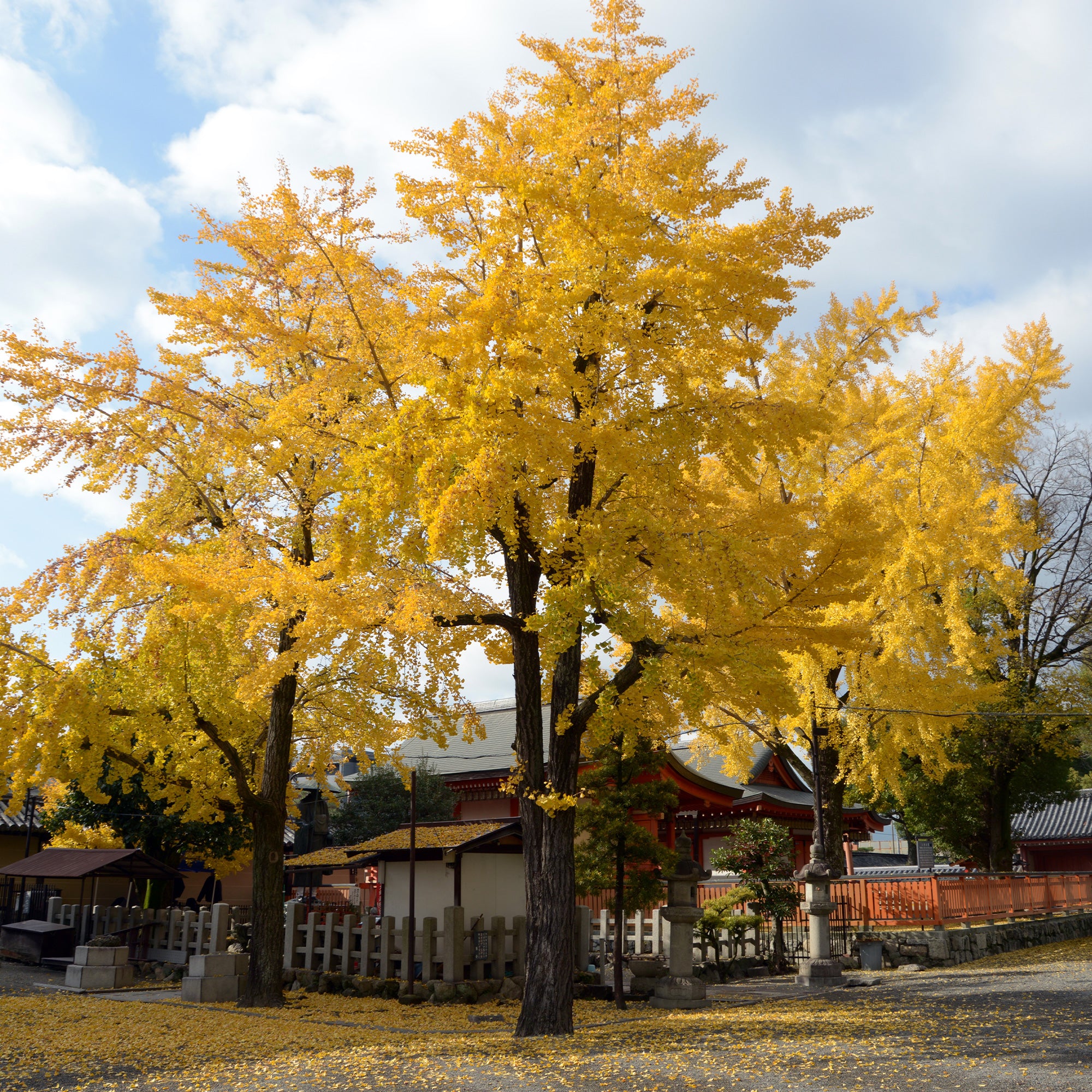 Bakker Ginkgo biloba arbre pot 3L 80-100cm jaune