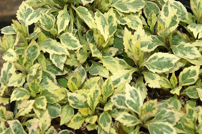 Passion Vivaces Kalimeris yomeana Variegata mauve godet