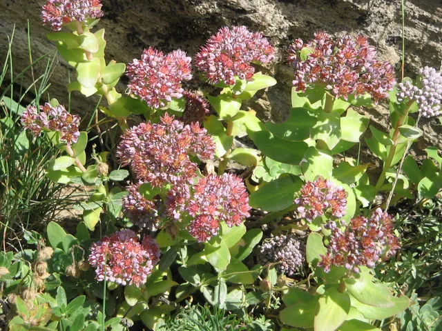 Passion Vivaces Sedum anacampseros plante vivace pot 1L feuillage gris