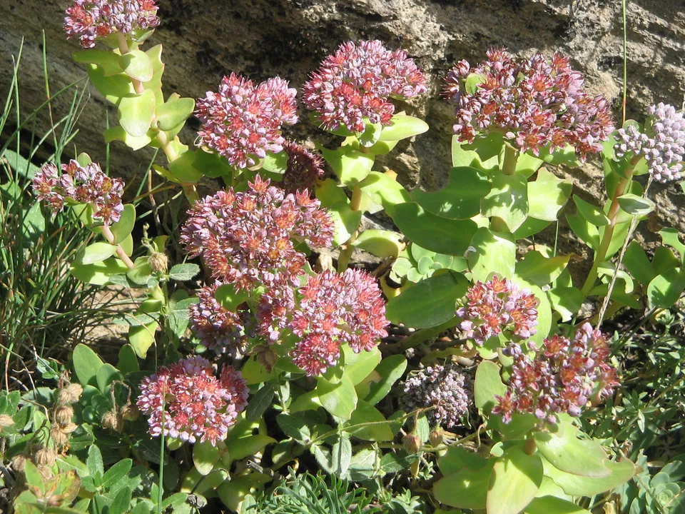 Passion Vivaces Sedum anacampseros plante vivace pot 1L feuillage gris