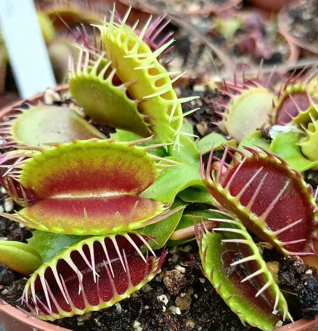 Carniflore Dionaea cropped tooth blotchy plante carnivore compacte