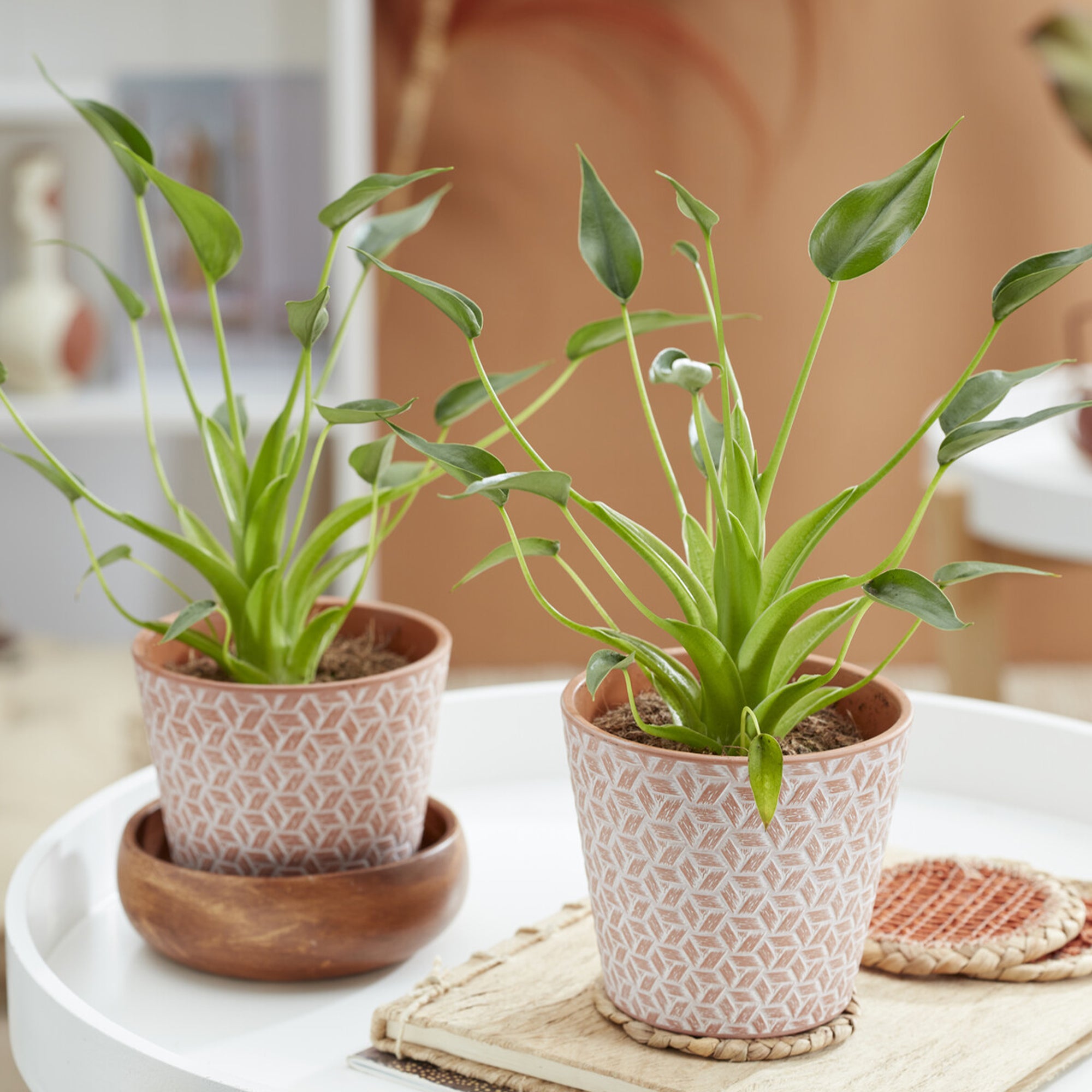 Bakker Alocasia Tiny Dancer plante intérieur pot 12cm