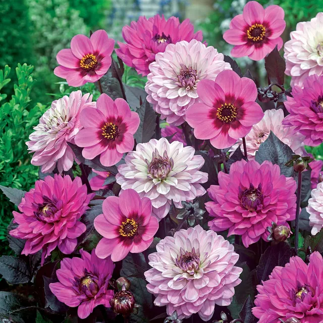 Bakker Bulbes Dahlias pourpre bulbes lot 6 roses soleil