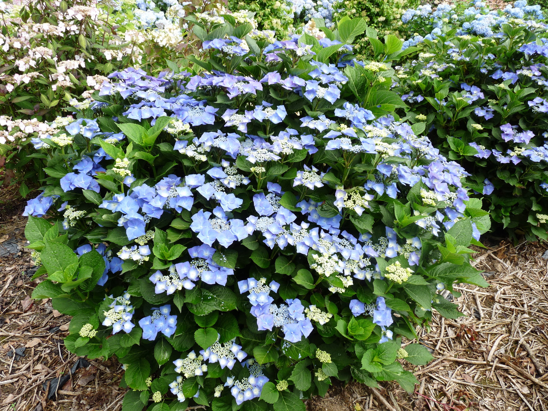 Les Hortensias du Haut Bois Blaumeise hortensia fleurs plates godet