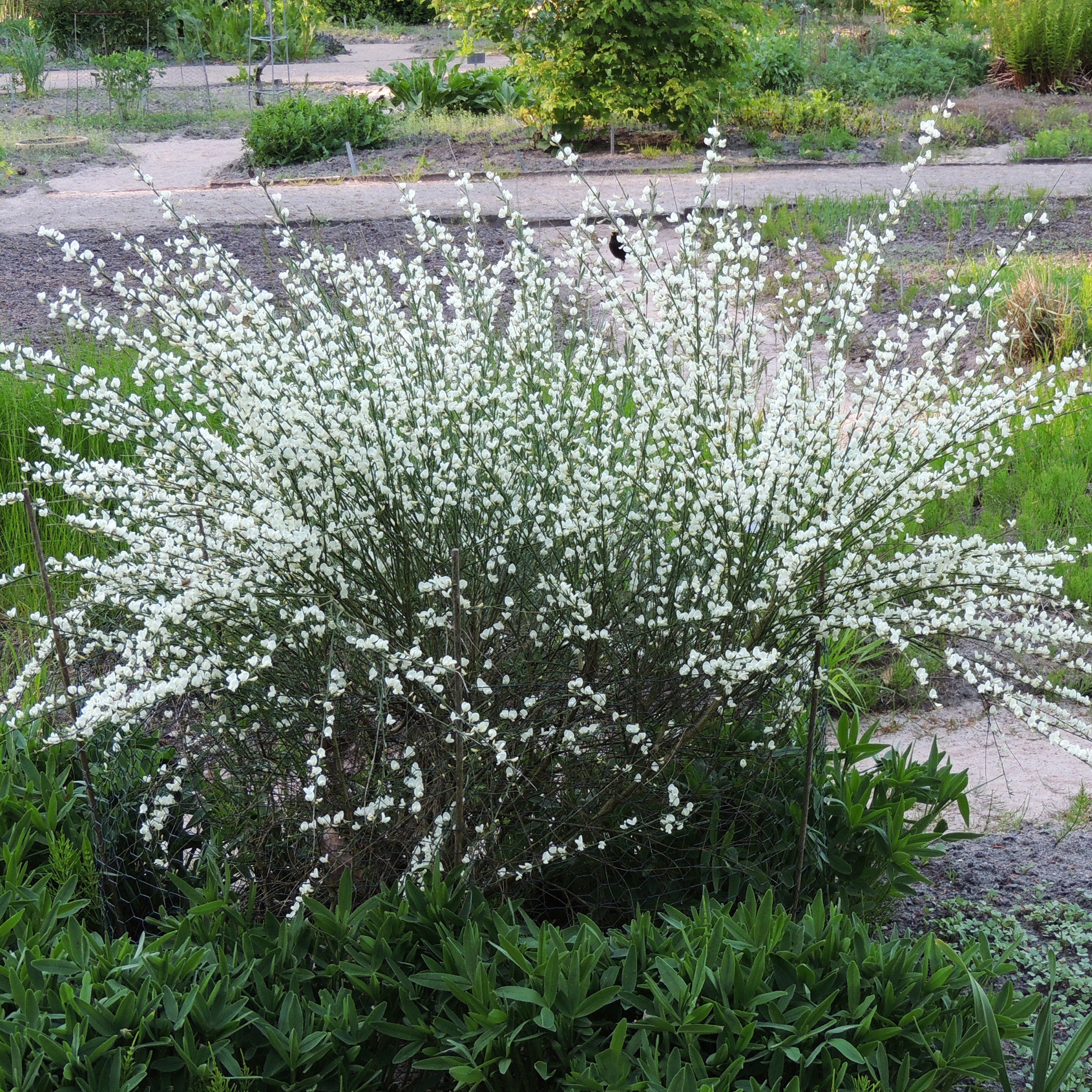 Bakker Genêt blanc Cytisus pot Ø 9cm 30-40cm floraison avril