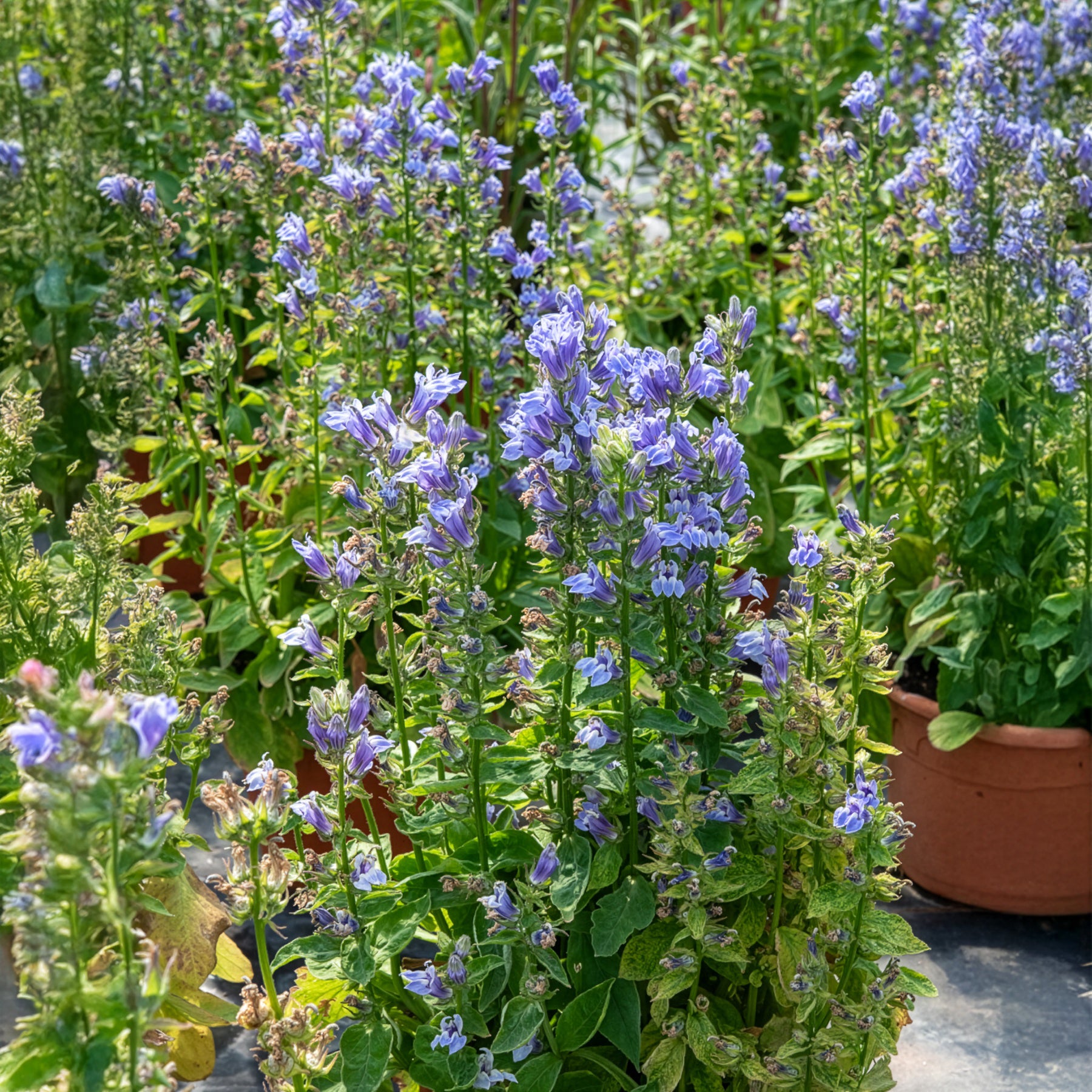 Bakker Grande Lobelia vivace pot 9cm violet humide