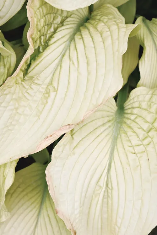 Passion Vivaces Hosta White Feather hosta blanc pot 1L