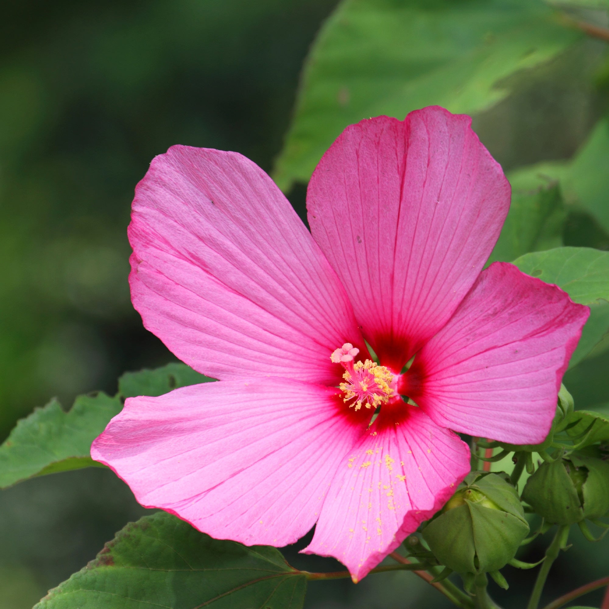 Bakker Arbustes Hibiscus des marais vivace fuchsia 8cm