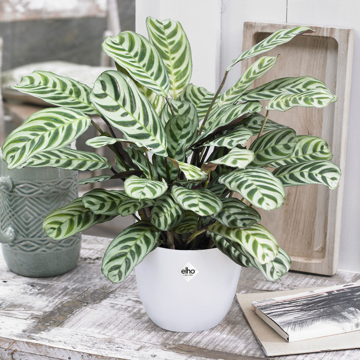 Bakker Dormeuse cache-pot blanc 14 cm plante d'intérieur lot 2