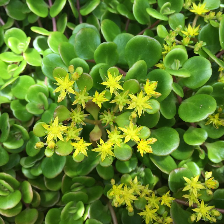 Passion Vivaces Sedum Coral Reef plante grasse pot 1L jaune