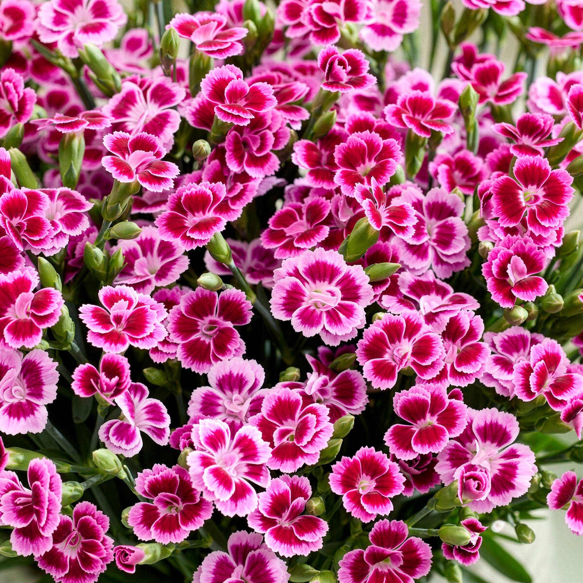 Bakker Oeillet Pink Kisses fleur rose pot Ø10,5cm soleil