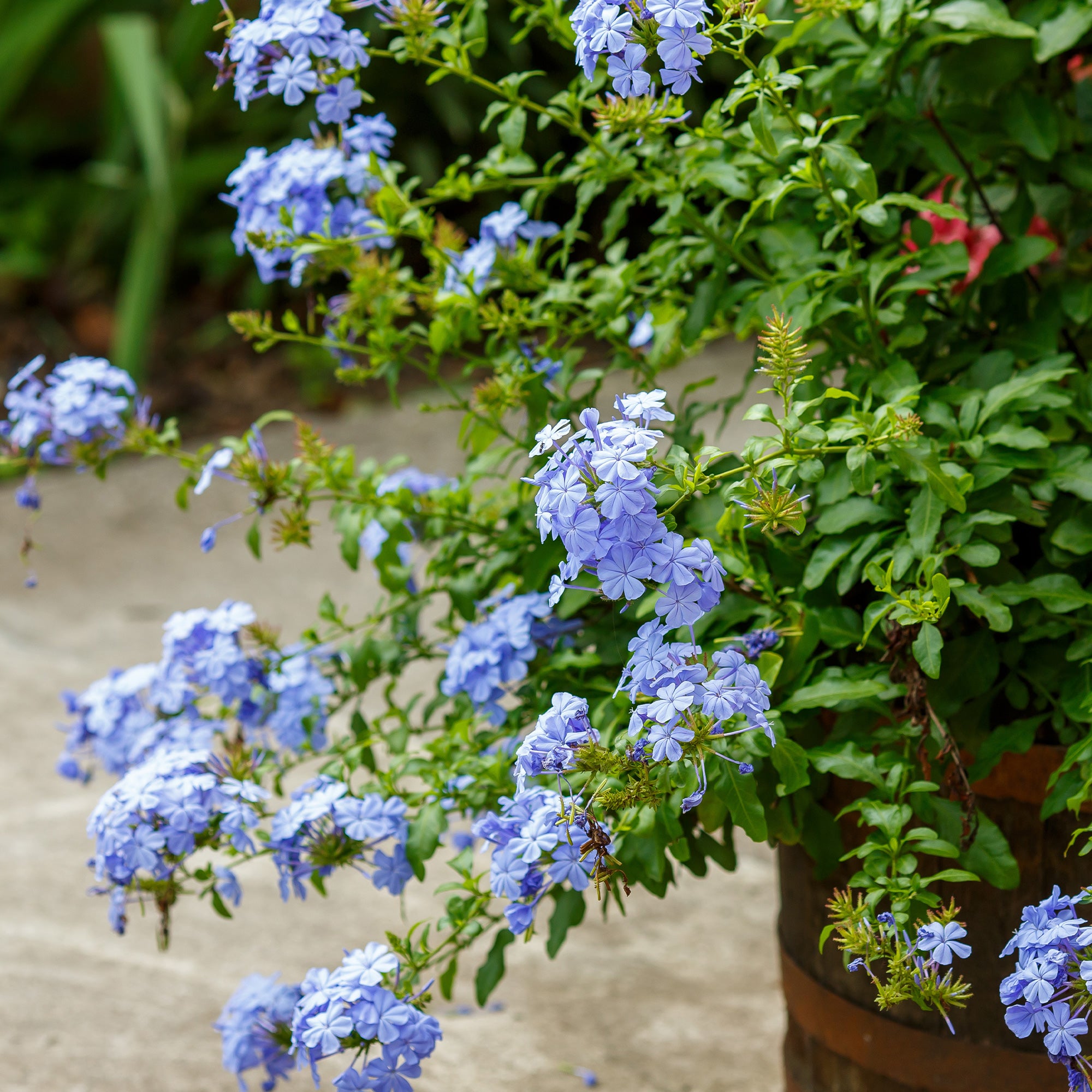 Bakker Plumbago auriculata dentelaire pot 9cm bleu ciel