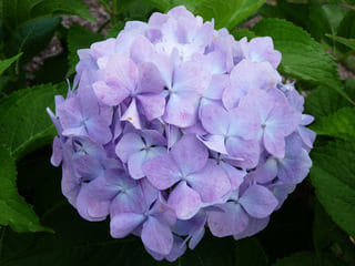 Les Hortensias du Haut Bois Deutschland hortensia pot 3L
