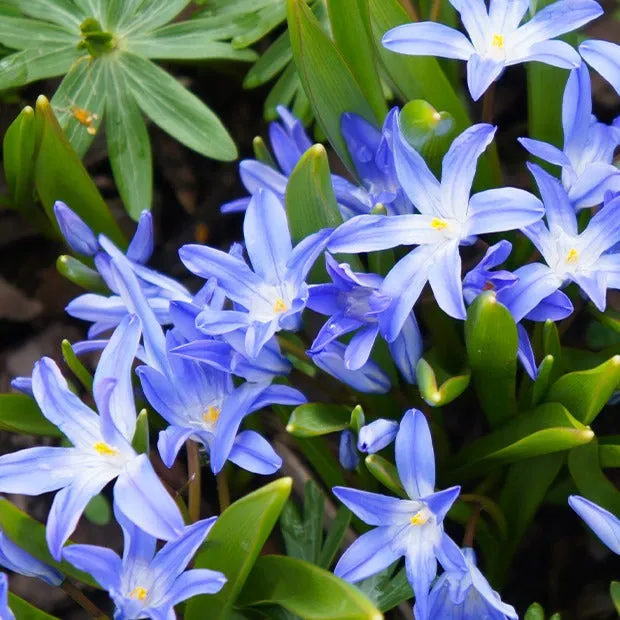 Bakker Gloire des neiges bleue 10 bulbes Blue Giant mars