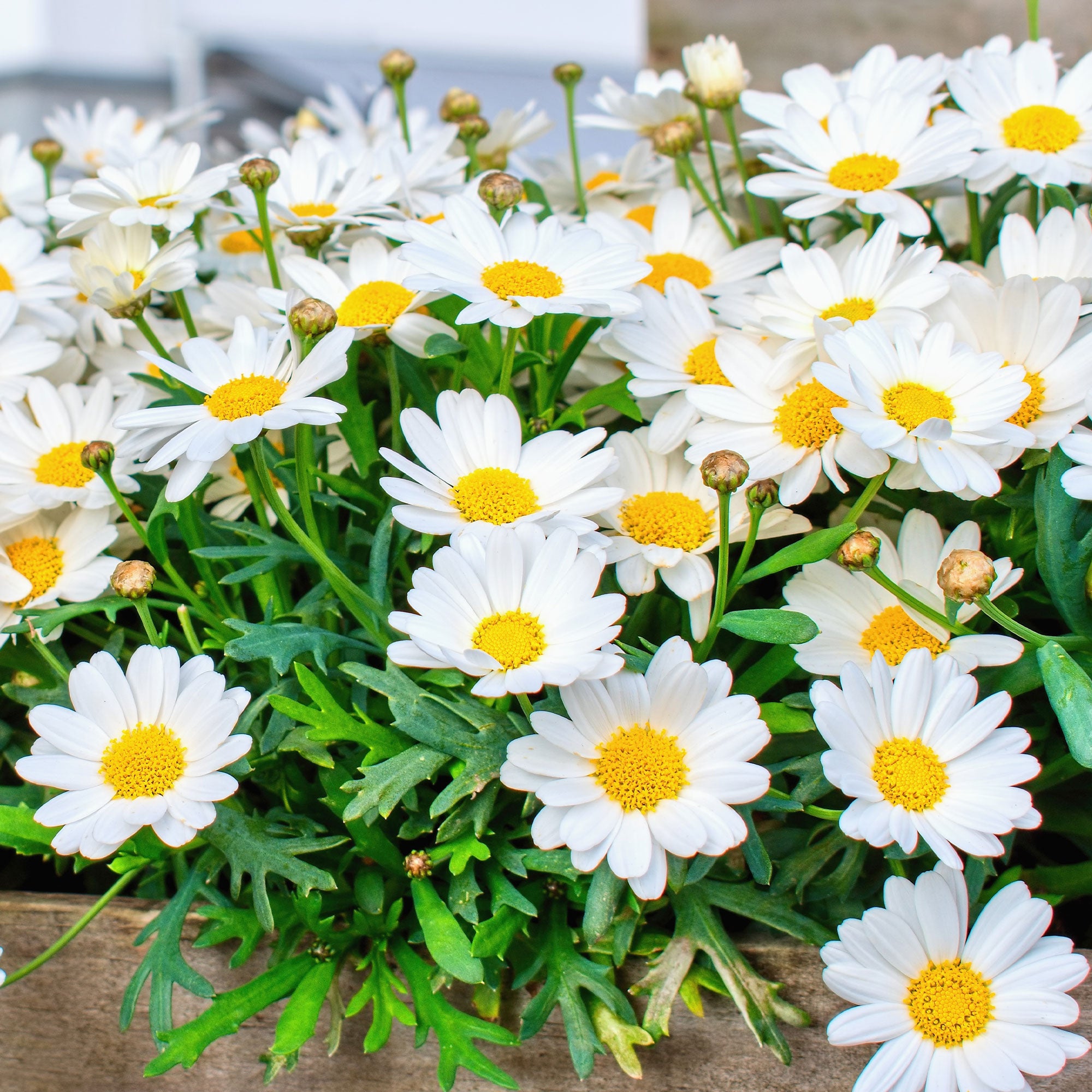 Bakker Marguerite des Canaries plante pot 10,5cm fleurs blanches