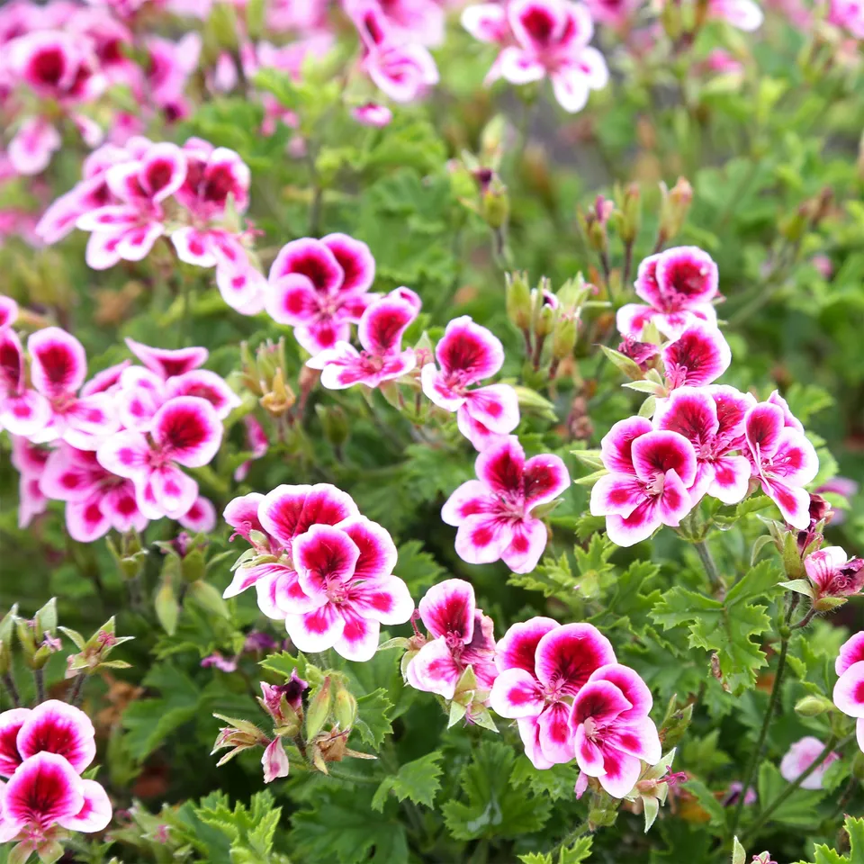 Bakker Pansy géranium parfumé 3 pots Ø10,5cm rose