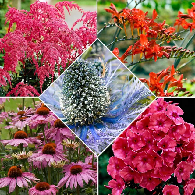 Bakker Bees and Butterflies 14 plantes vivaces mélange racines nues