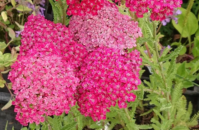 Passion Vivaces Achillea millefolium Braise achillée à fleurs