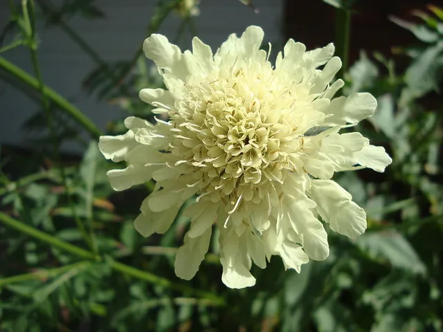Passion Vivaces Cephalaria gigantea scabieuse pot 1L jaune