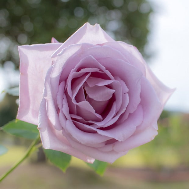 Bakker Collection 7 Rosiers buissons racines nues parfumés