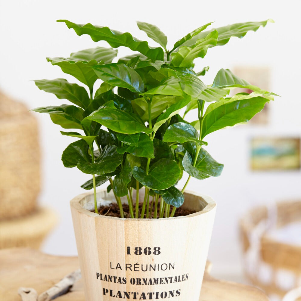 Bakker Caféier Coffea arabica plante d'intérieur pot Ø12cm brillant