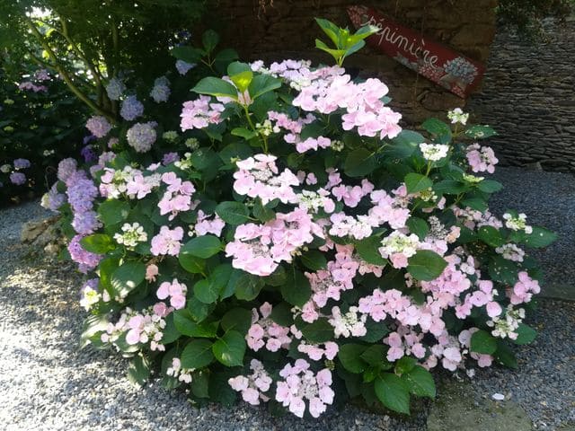 Les Hortensias du Haut Bois Hobella hortensia plat blanc