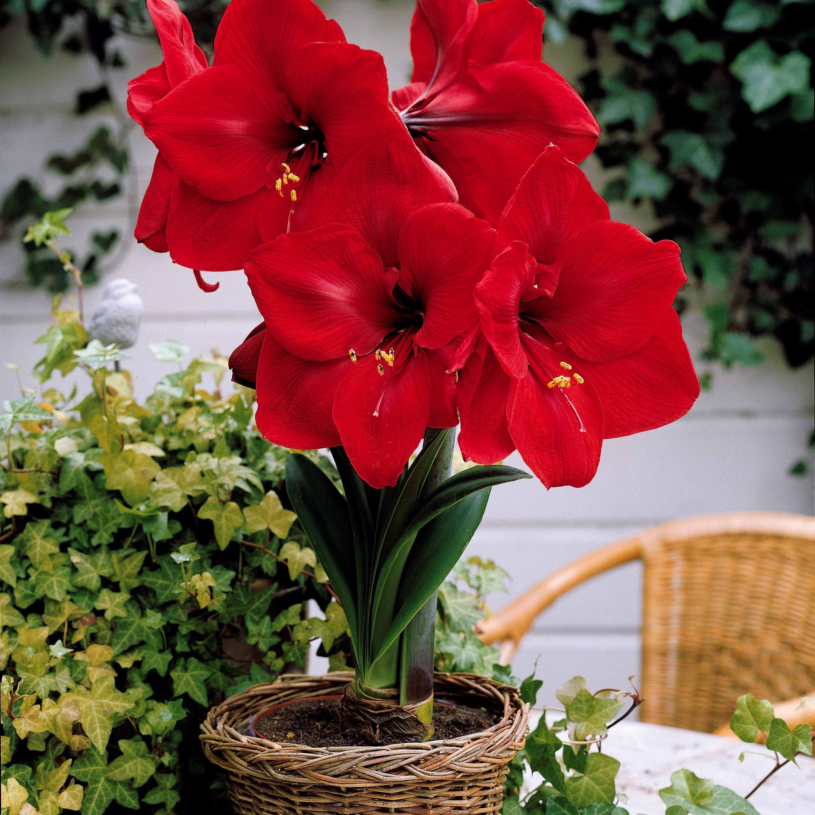 Bakker Amaryllis naines bulbe sachet 2 bulbes multicolore