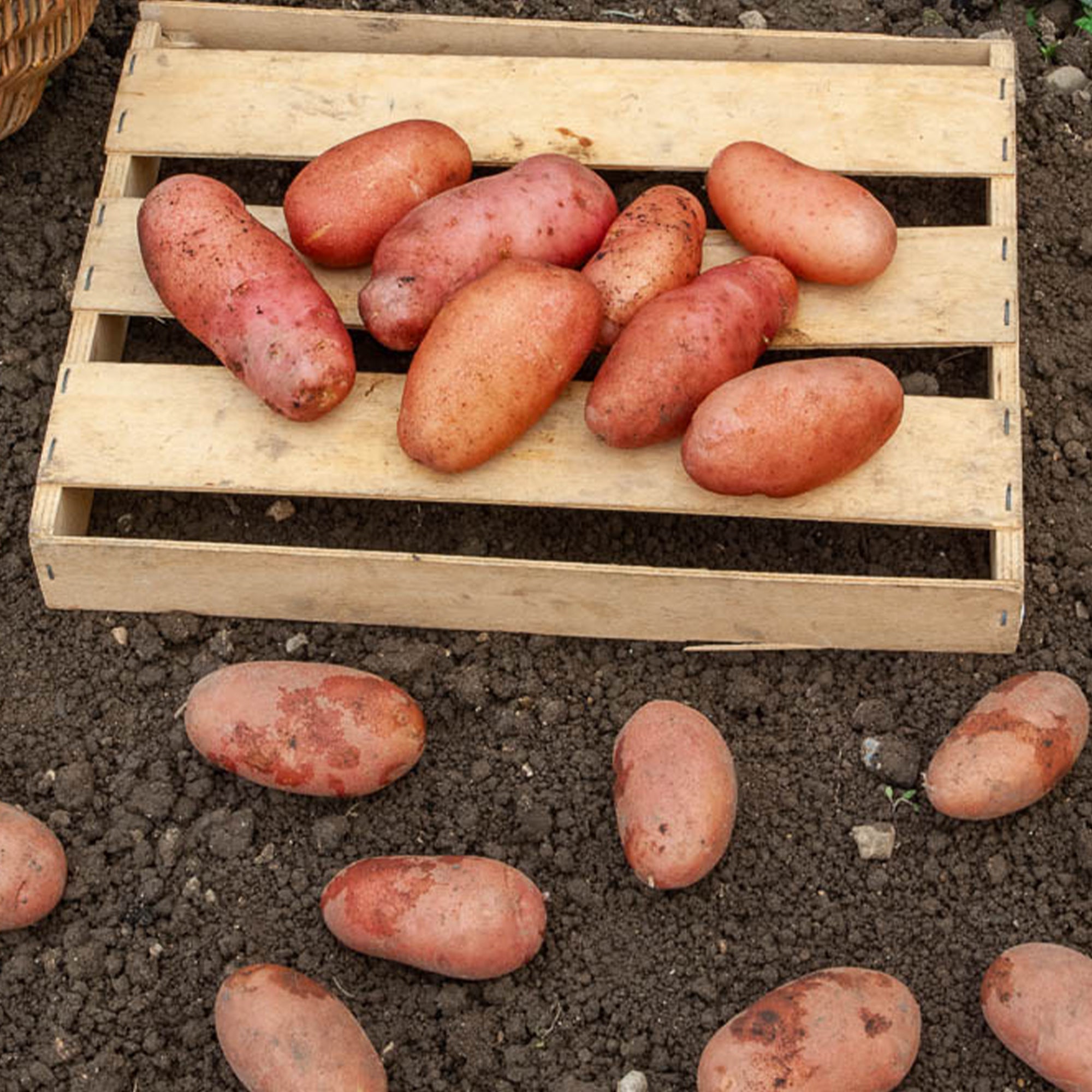 Bakker Pomme de terre Rose de France Cirielle 25 plants ferme