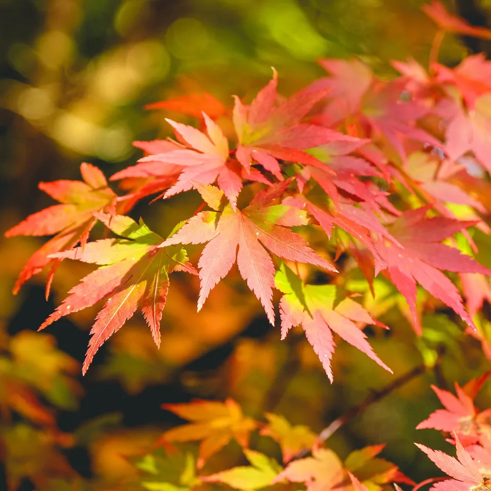 Bakker Érable du Japon Orange Dream arbre pot 1.2L