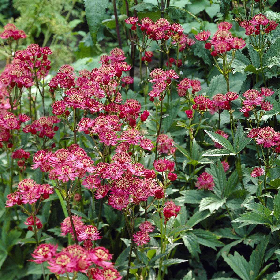 Bakker Grande astrance Ruby Wedding plante vivace pot 9cm rouge