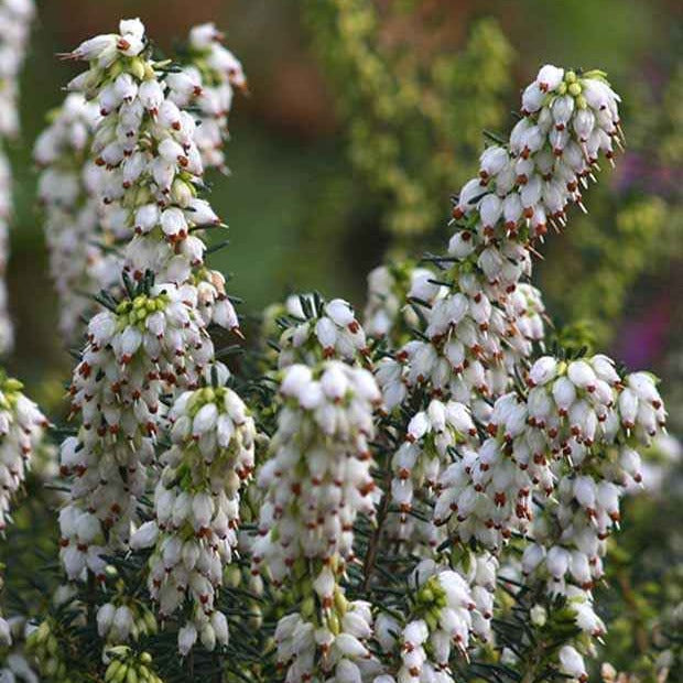 Bakker Katia bruyère d'hiver pot 8cm blanc rose
