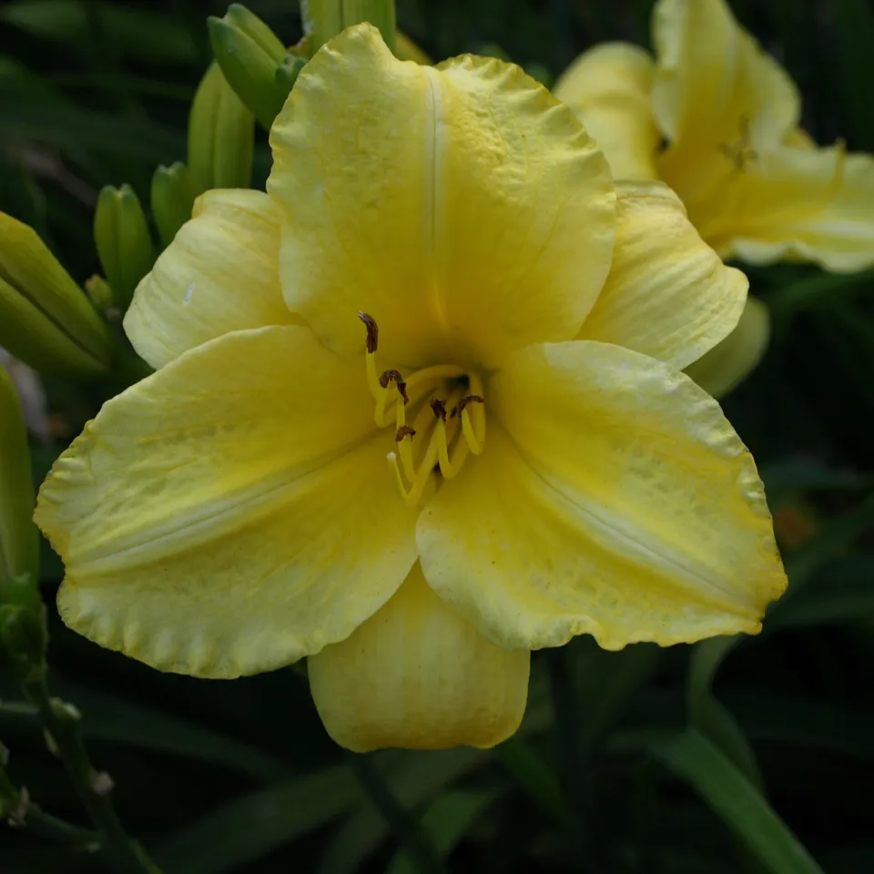 Passion Vivaces Hemerocallis Frozen Jade plante pot 1L jaune