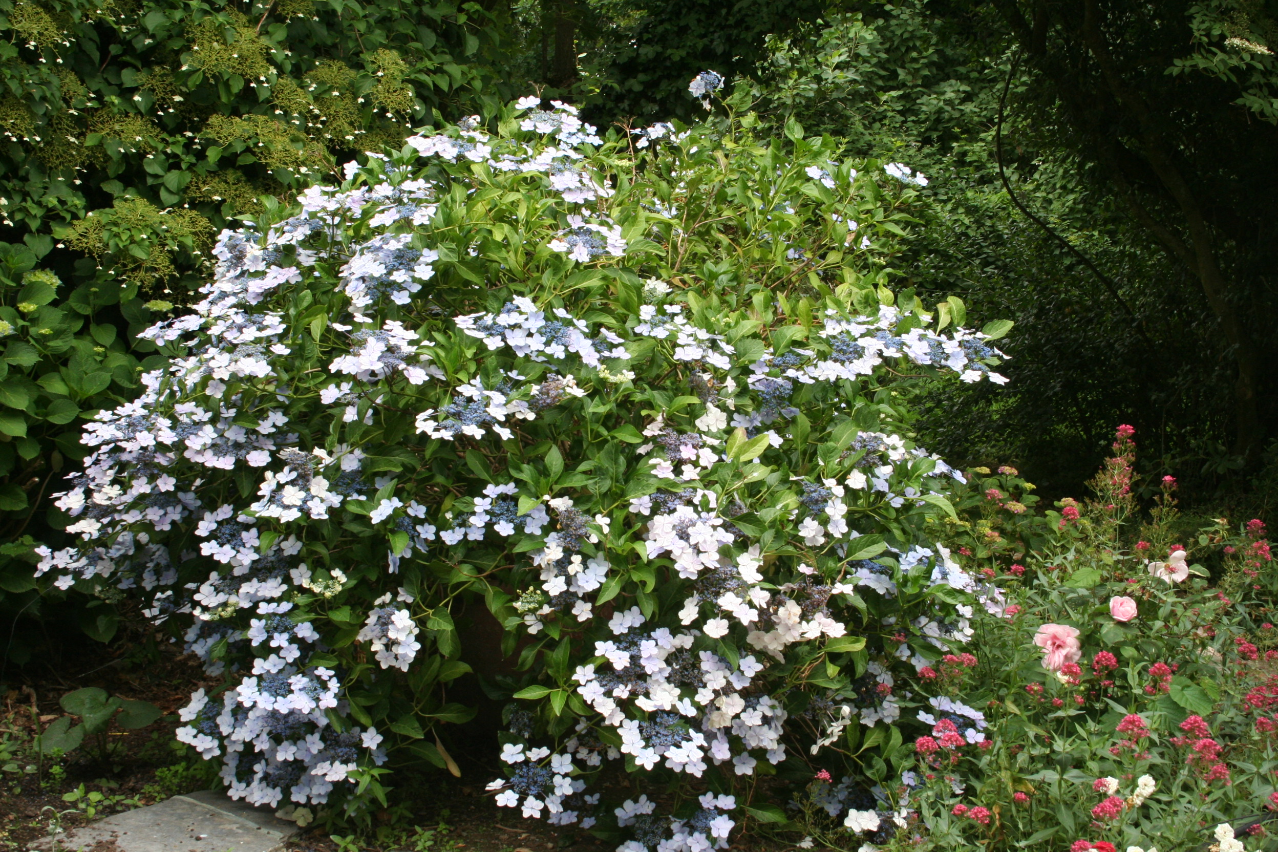 Les Hortensias du Haut Bois Mikamba hortensia plat fleurs plates