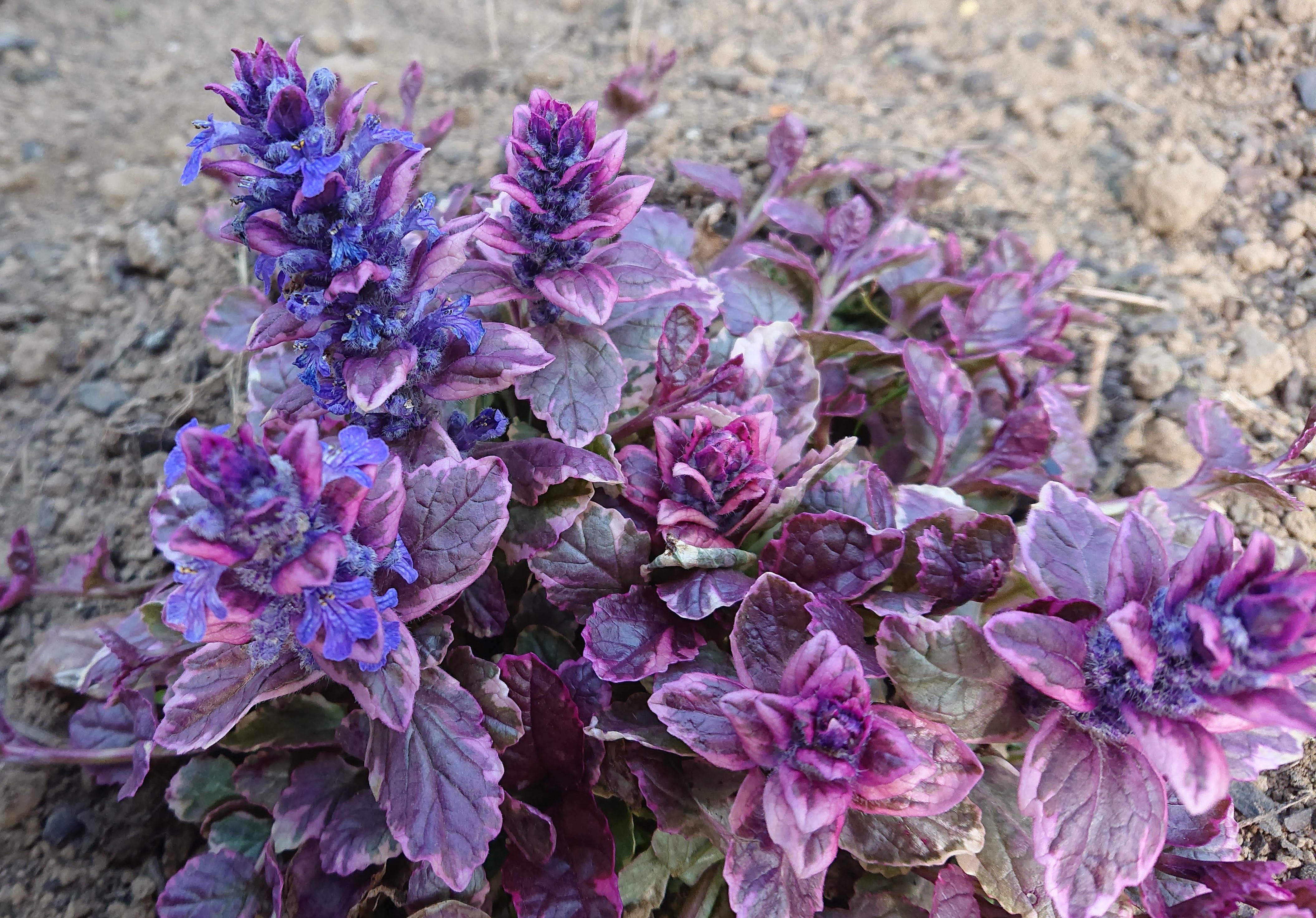 Ajuga reptans Burgundy Glow bugle couvre-sol panaché