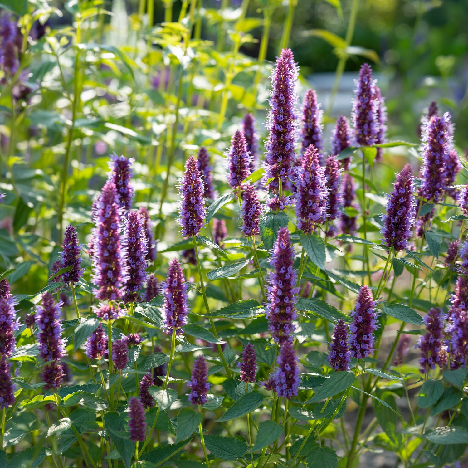 Bakker Agastache Beelicious Purple vivace violet pot 9cm
