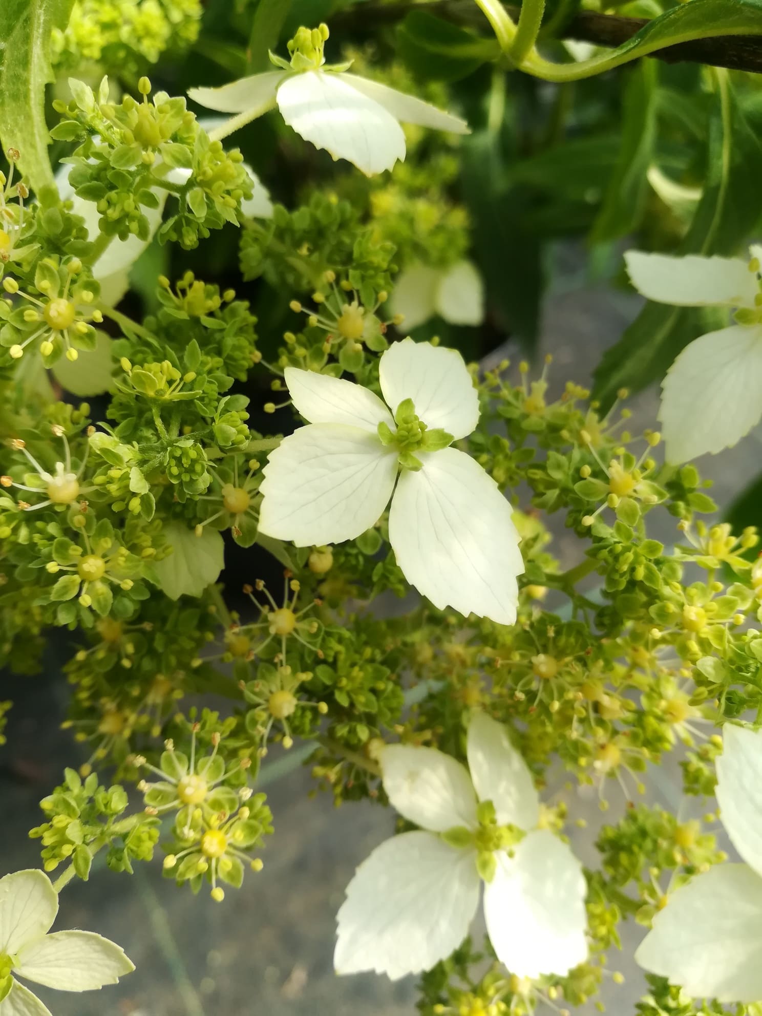 Les Hortensias du Haut Bois Angustipetala hortensia godet rare