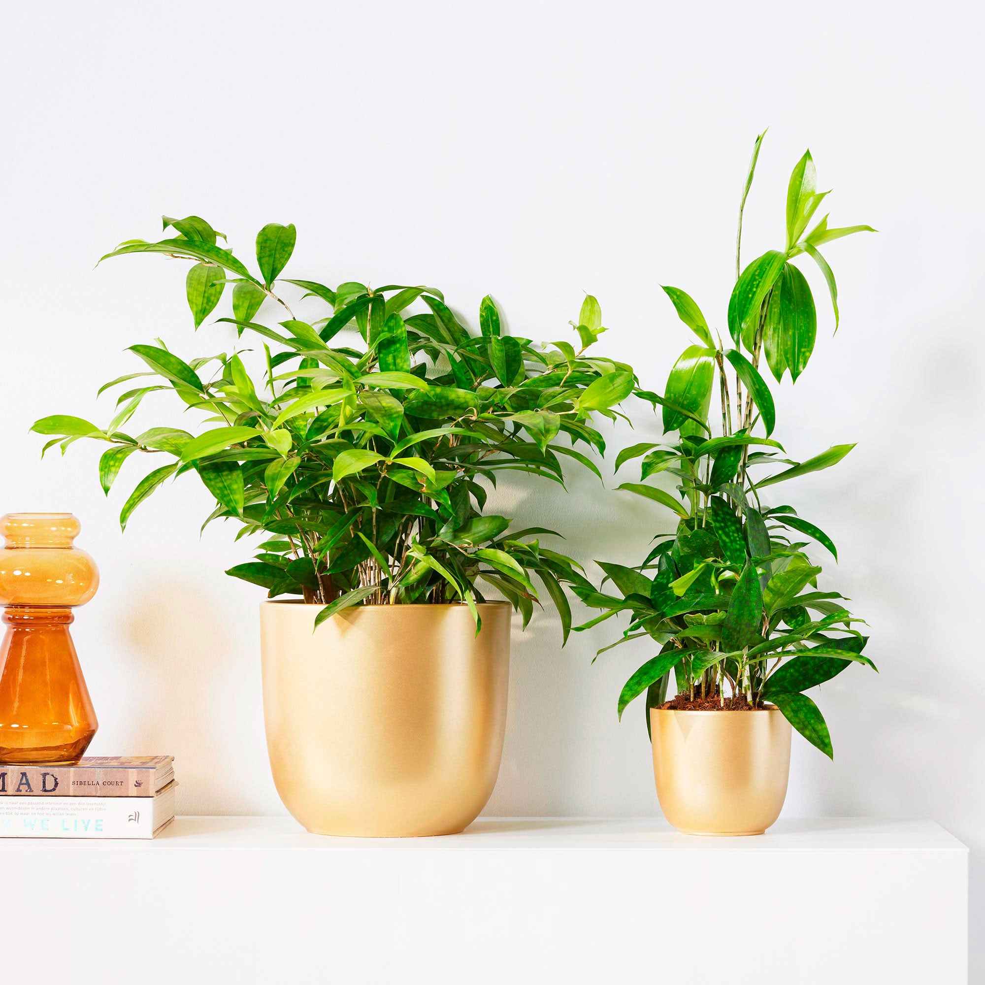 Bakker Dragonnier Dracaena surculosa pot Ø17 cm 55-65 cm