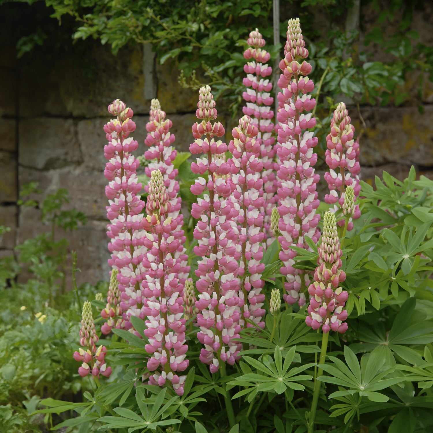 Bakker Lupin La Chateleine vivace pot 9cm rose