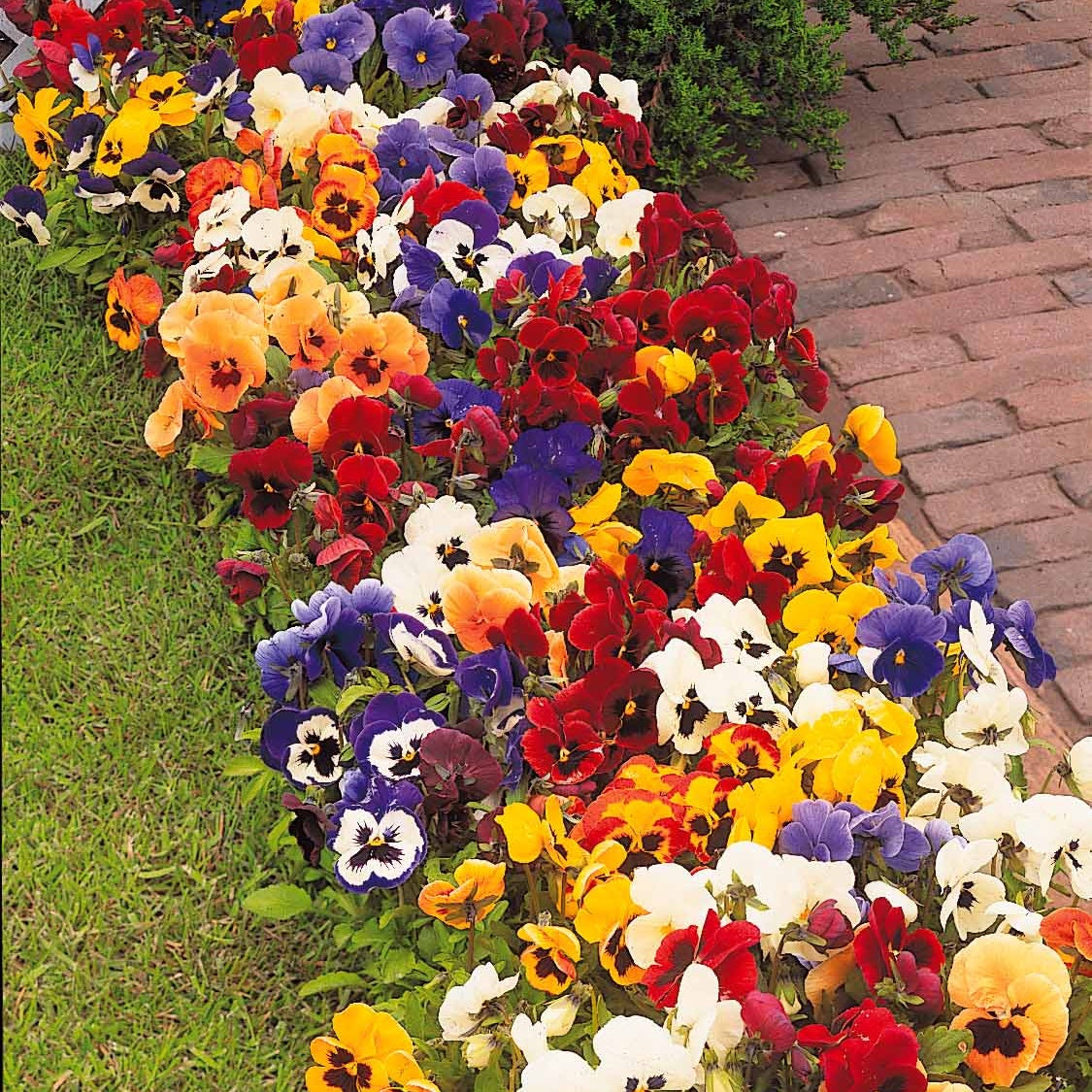 Bakker Pensées géantes Suisse mélange 3 pots 9cm multicolore