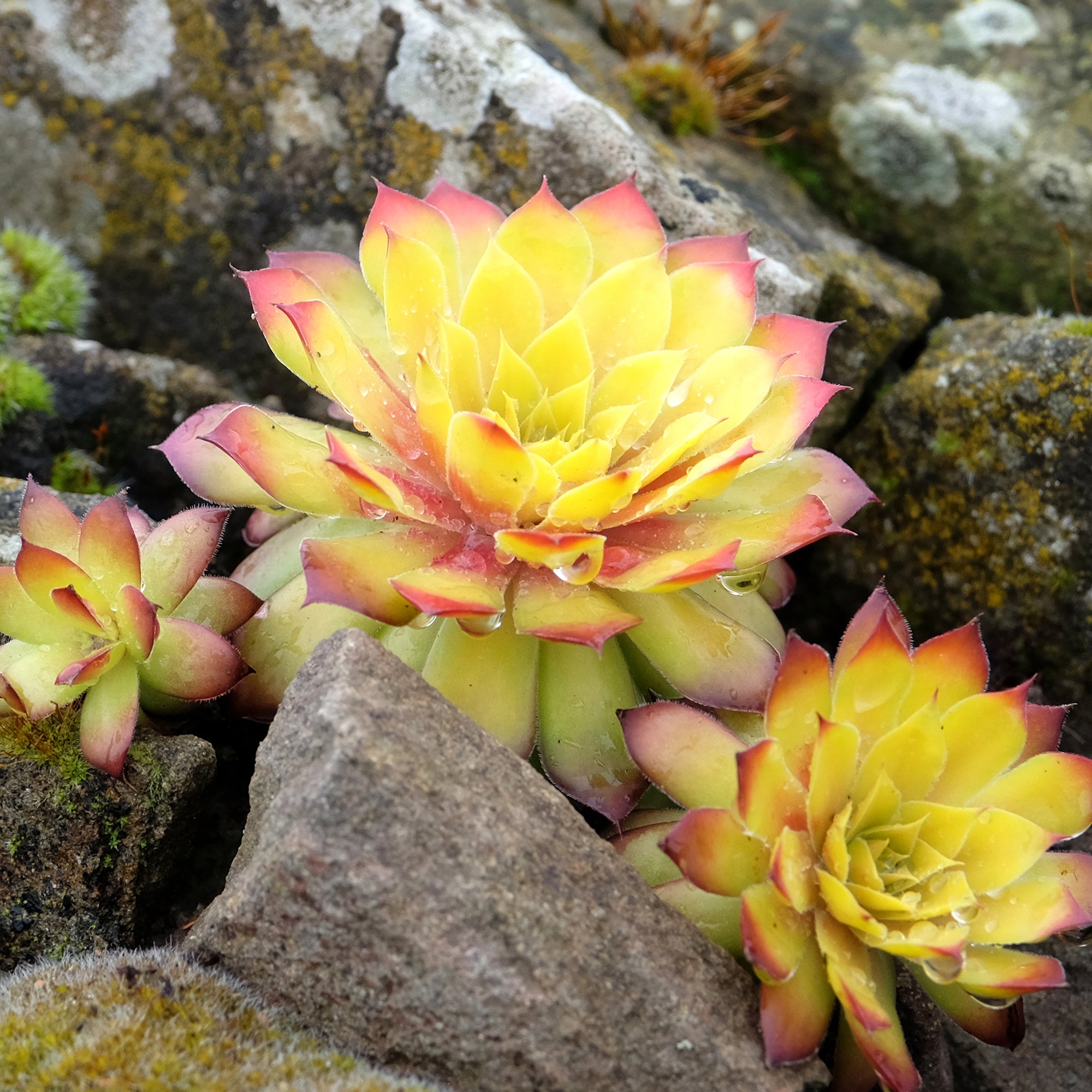 Bakker Plantes vivaces Joubarbe Gold Nugget pot Ø9cm dorée