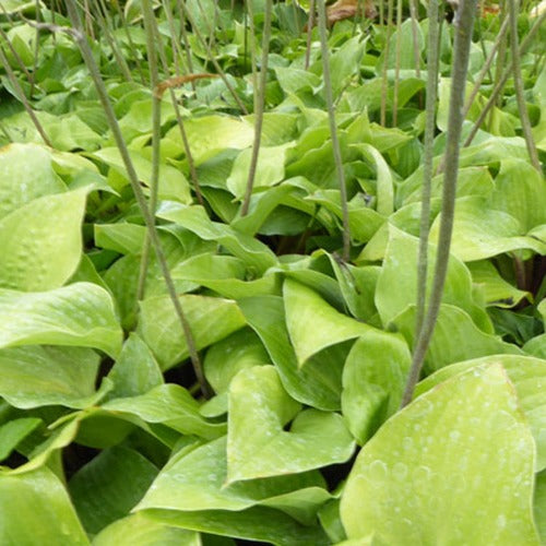 Bakker Plantes vivaces Hosta Red Cadet hosta pot 9cm ombre