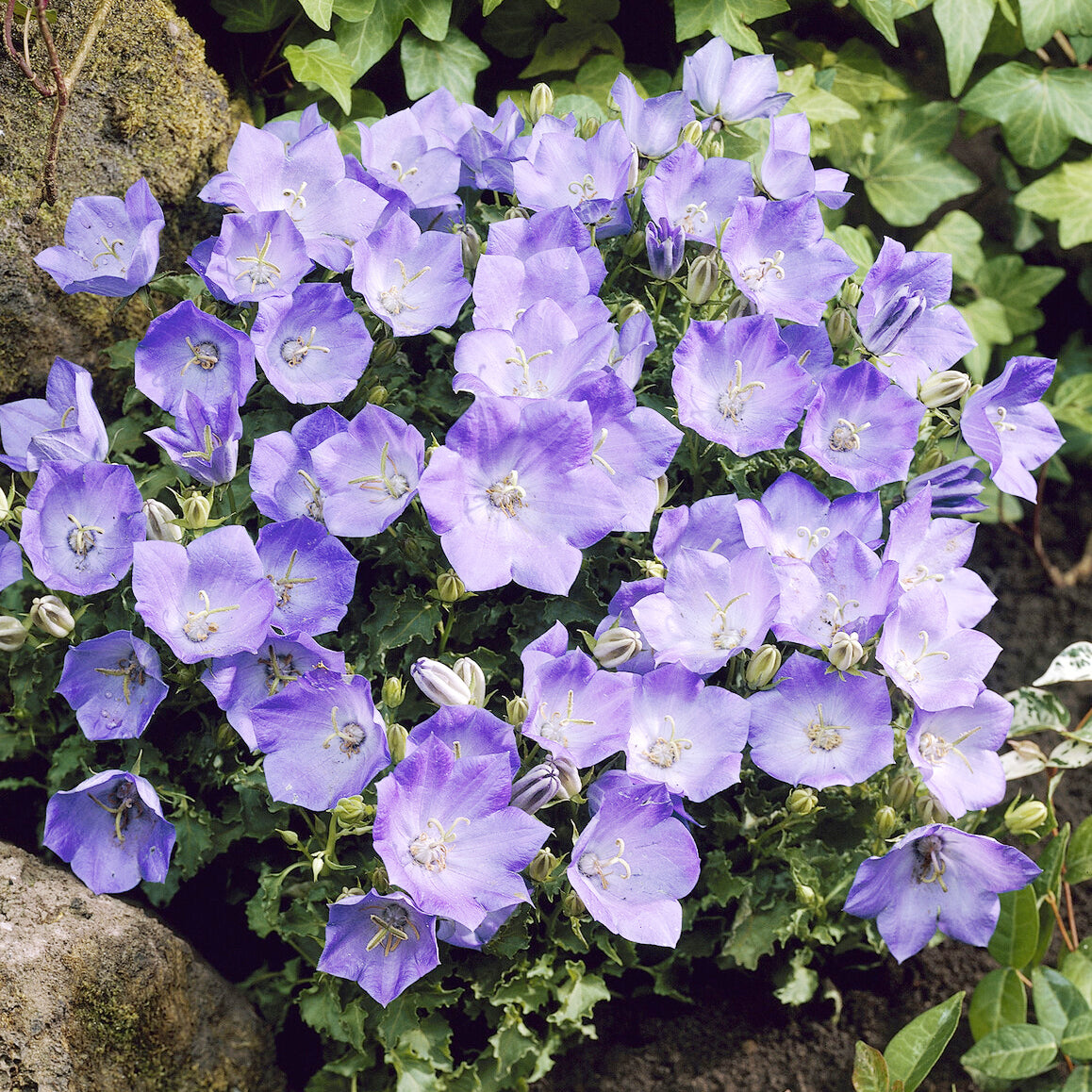 Bakker Plantes vivaces Blaue Clips campanule pot 9cm violette