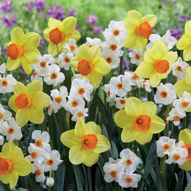 Bakker Bulbes 16 Narcisses Red Devon Geranium 12-14cm mélange
