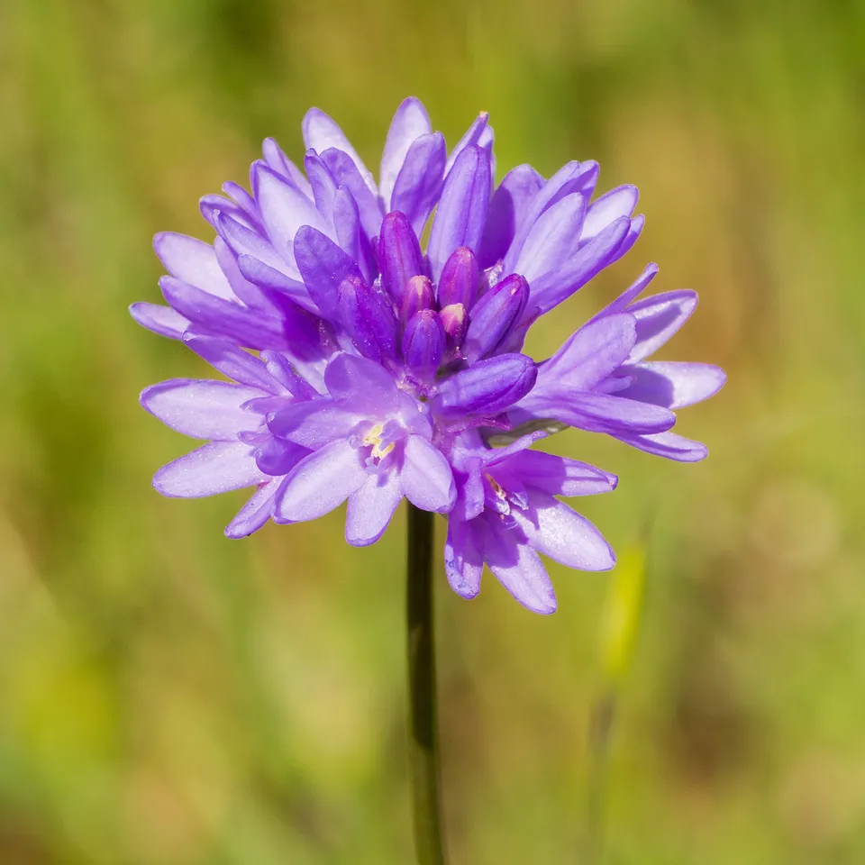 Bakker Dichelostemma congestum bulbe violet sachet 10 bulbes