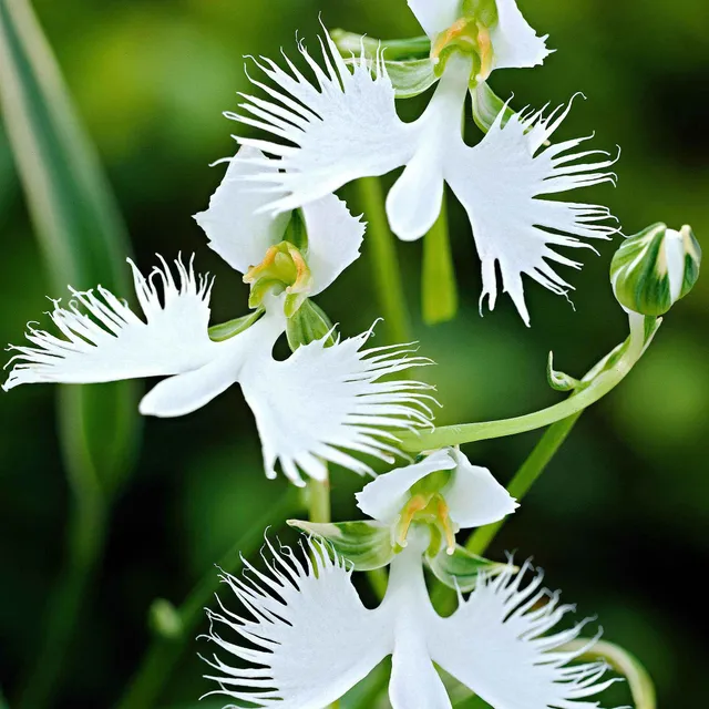 Bakker Bulbes à fleurs Orchidée Colombe bulbe sachet 2 blanc
