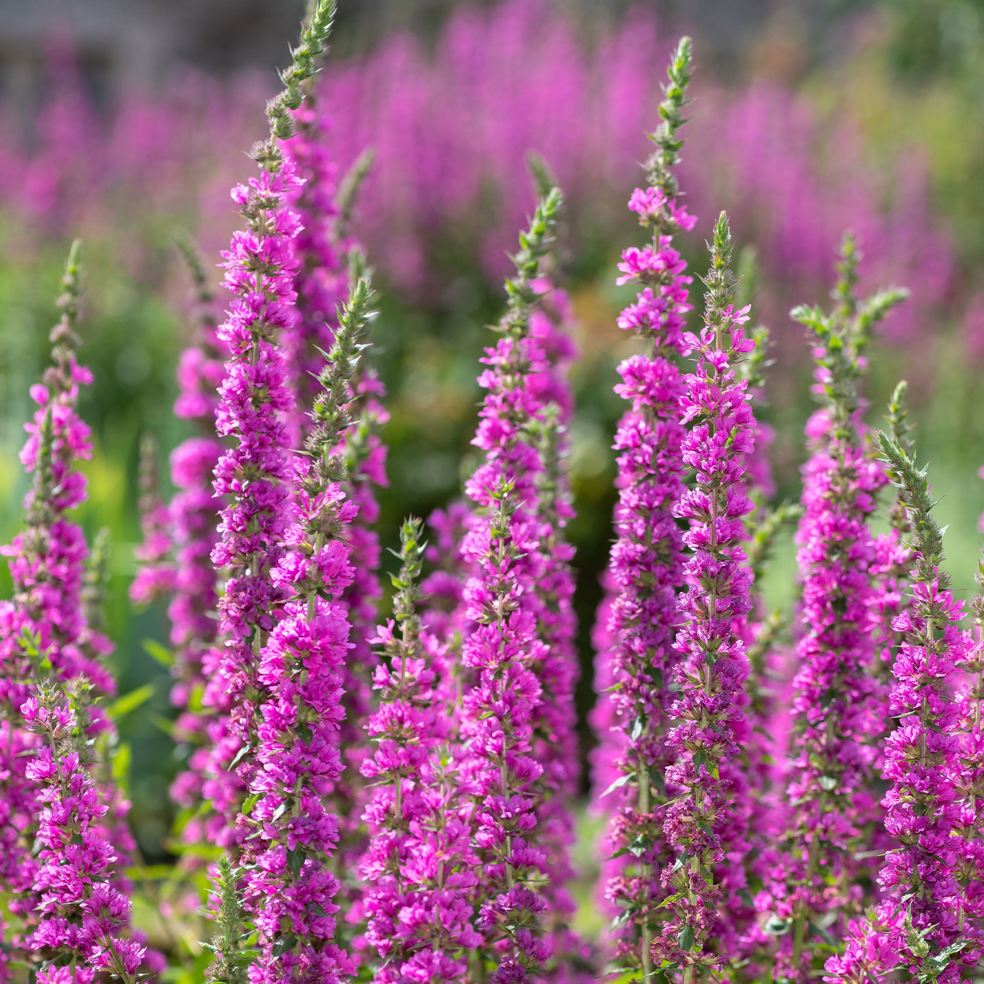 Bakker Salicaire commune plante de bassin pot Ø 9cm fuchsia
