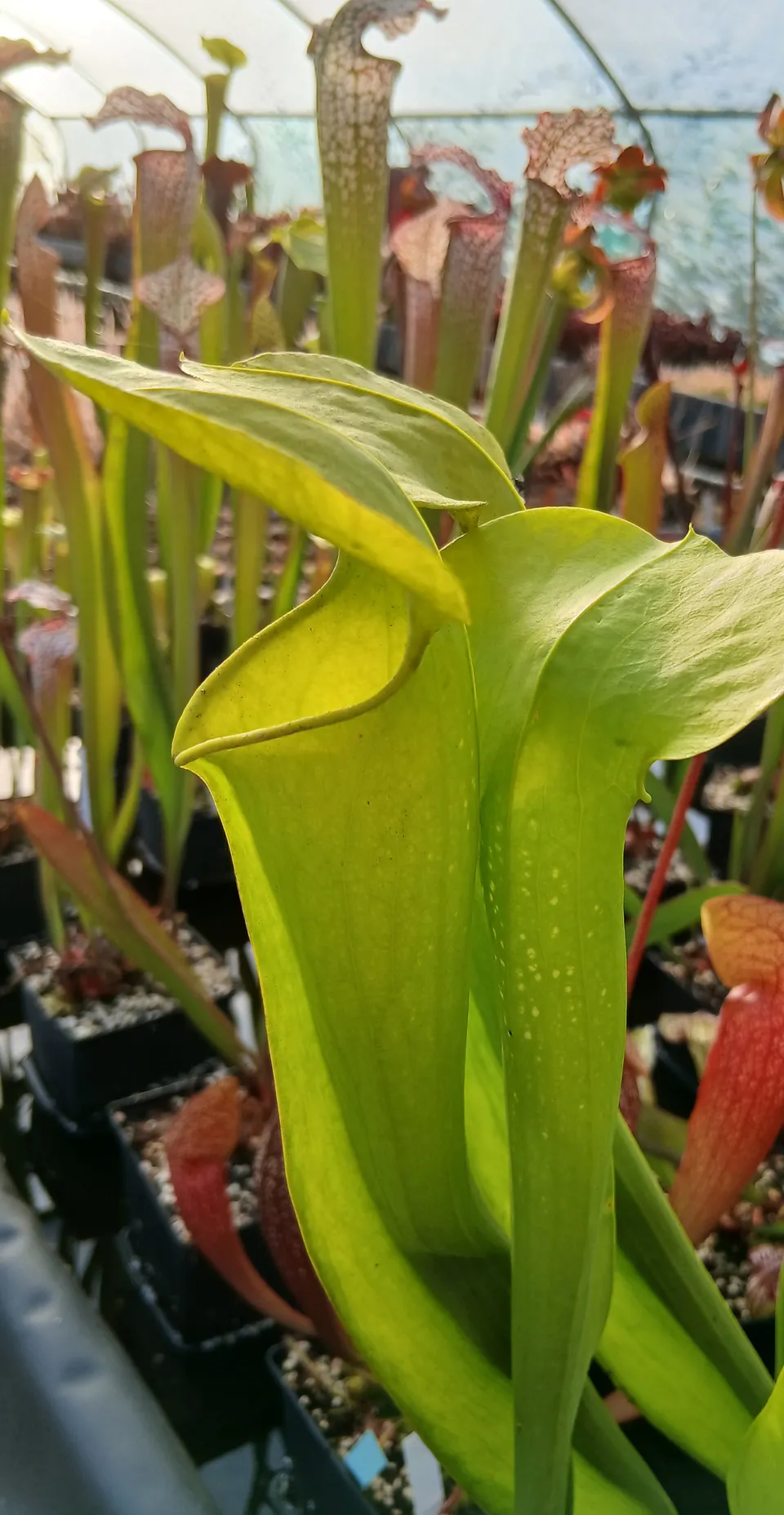 Carniflore Sarracenia harperi all green plante carnivore 70 cm